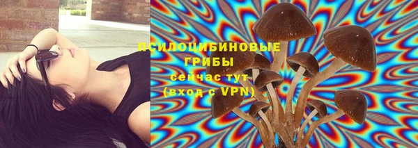 индика Каменногорск