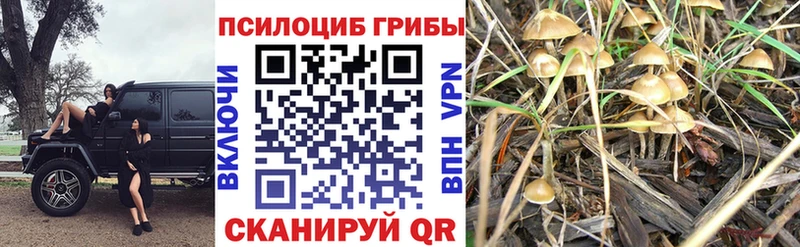 кракен рабочий сайт  Кедровый  Галлюциногенные грибы MAGIC MUSHROOMS 